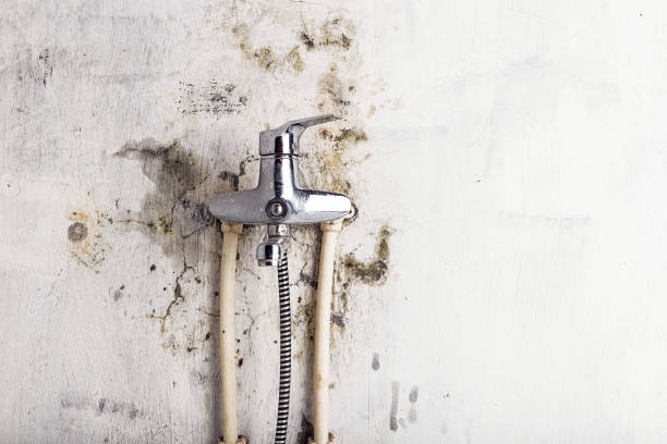 Best Commercial Mold Removal  in Crest, CA