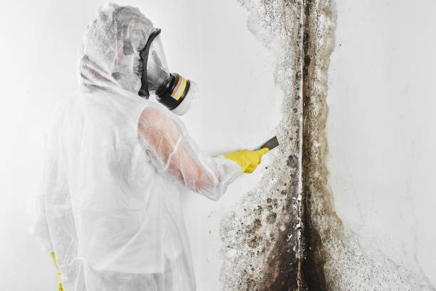 Best Mold Testing  in Crest, CA