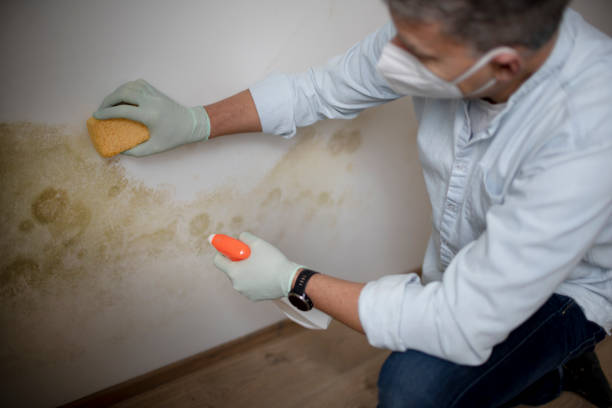 Best Fast Mold Removal  in Crest, CA