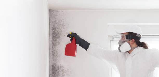 Best Mold Damage Repair  in Crest, CA