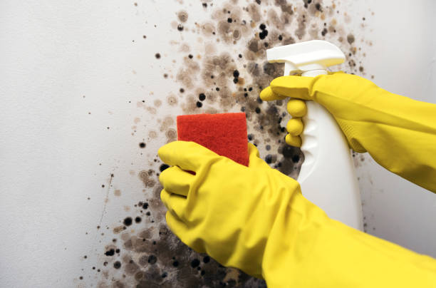 Mold Testing and Removal in Crest, CA