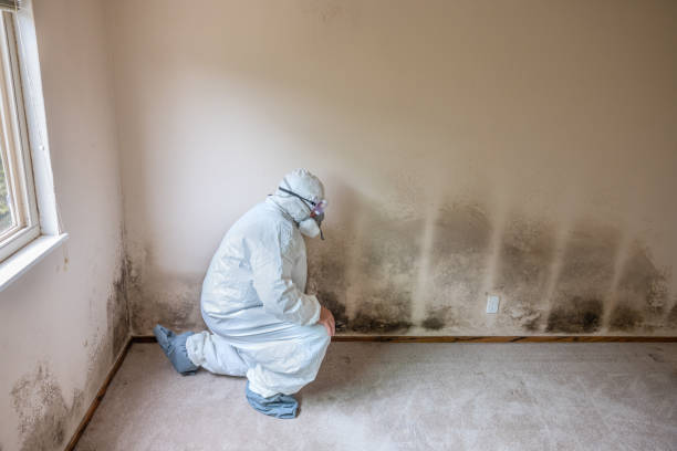 Best Best Mold Removal Companies  in Crest, CA