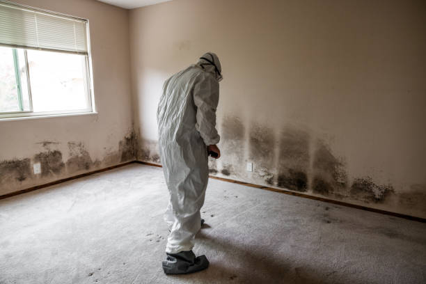 Best Office Mold Removal Services  in Crest, CA