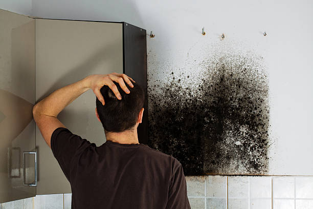 Best Mold Remediation  in Crest, CA